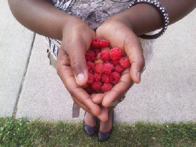 raspberries