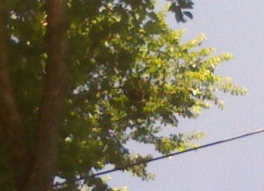 swarm