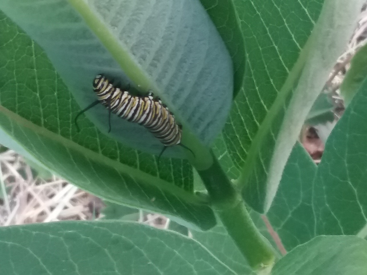 Monarch caterpillar