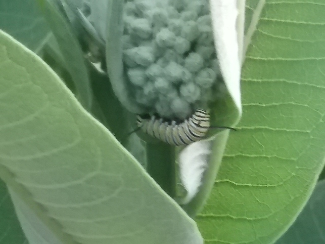 caterpillar