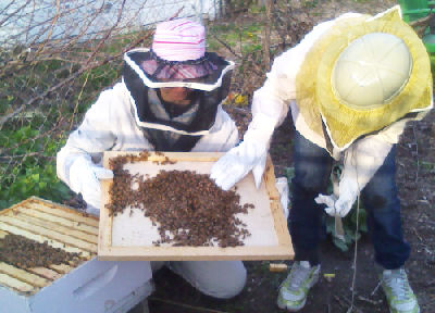 beekeeping