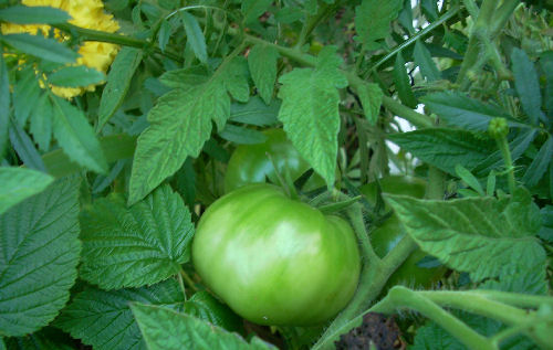 green tomato