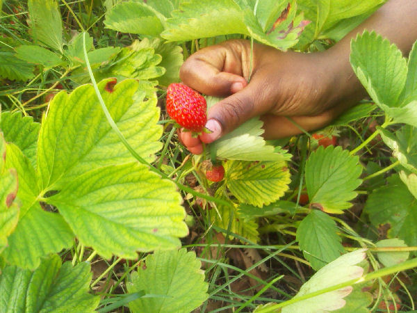 strawberries1